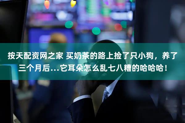 按天配资网之家 买奶茶的路上捡了只小狗，养了三个月后…它耳朵怎么乱七八糟的哈哈哈！