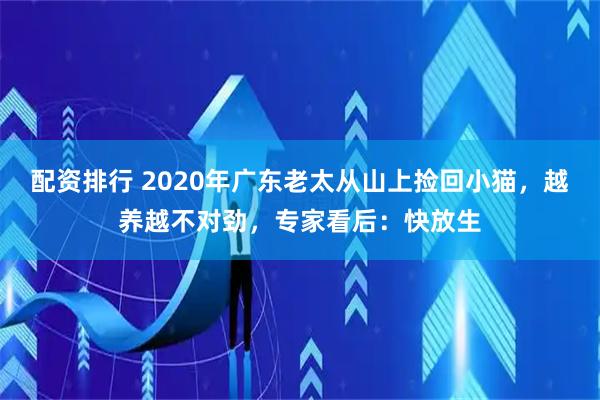 配资排行 2020年广东老太从山上捡回小猫，越养越不对劲，专家看后：快放生